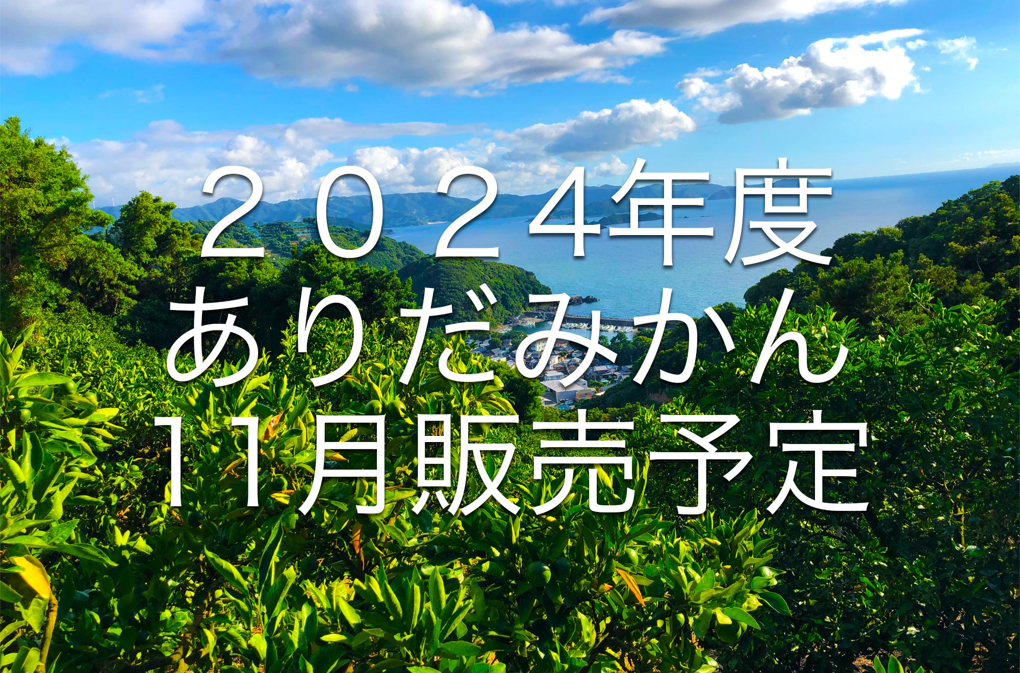 2022年度 ご家庭用、和歌山・有田みかん。販売予定!!